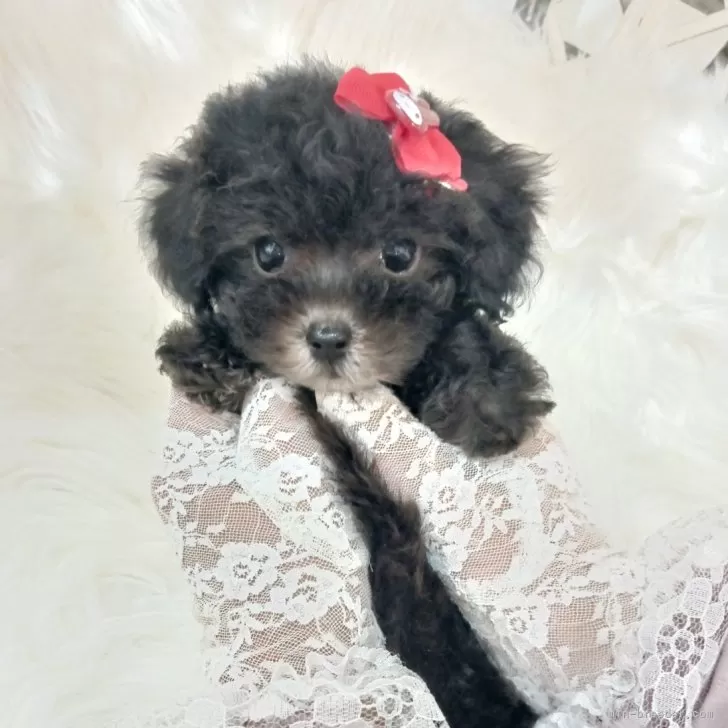 M.O 様のお迎えした子犬