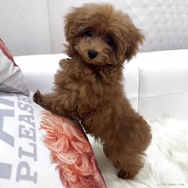 ID：2508-00974の子犬