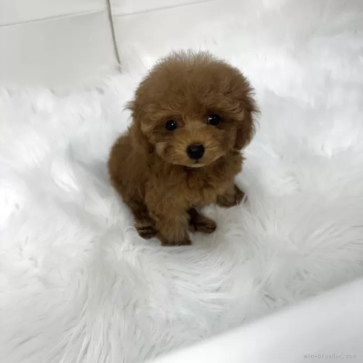 ID：2510-07268の子犬