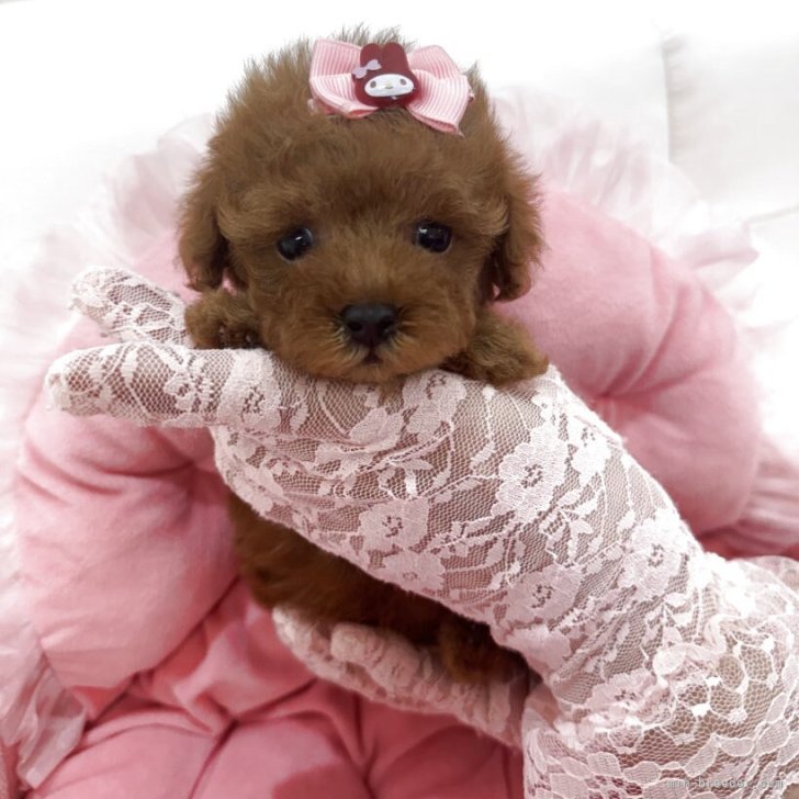 ブリーダー画像