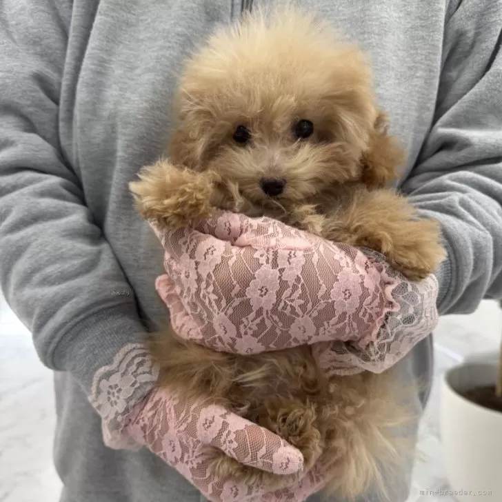 ほんま 様のお迎えした子犬