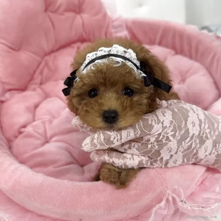 ID：2508-00980の子犬