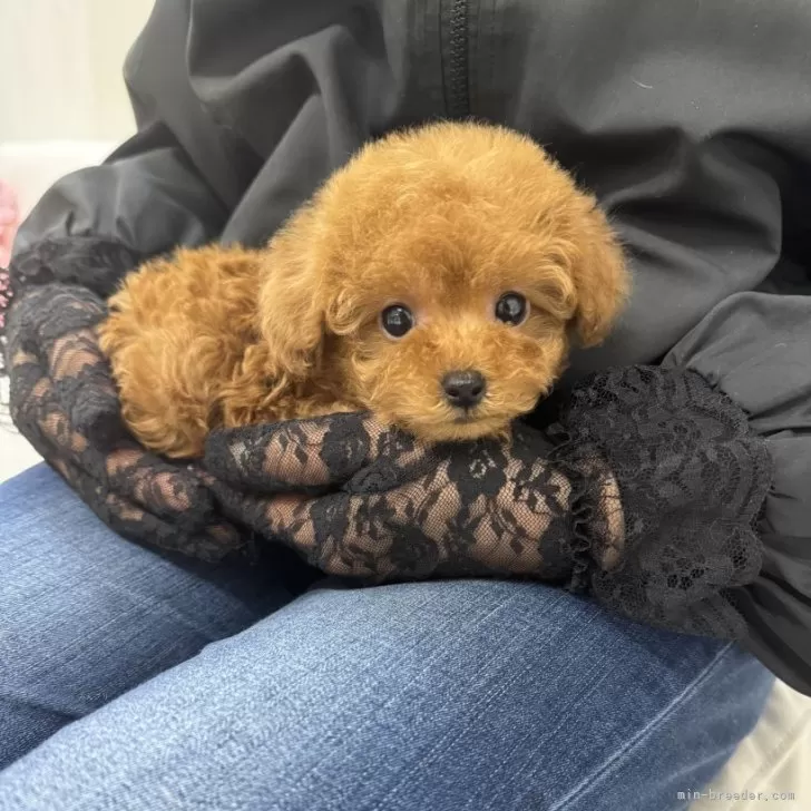 ティーカッププードル【山梨県・男の子・2024年12月25日・レッド】の写真1