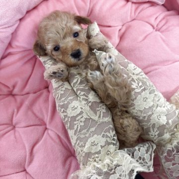 トイプードル(ティーカップ)【山梨県・男の子・2025年11月19日・アプリコット】の写真「ティーカップサイズです💓」