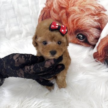 トイプードル(ティーカップ)【山梨県・男の子・2025年9月14日・アプリコット】の写真「ティーカッププードル✨短足系です💓」