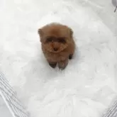 ティーカッププードル