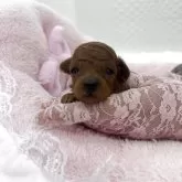 ティーカッププードル