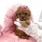 ティーカッププードル