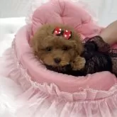 ティーカッププードル