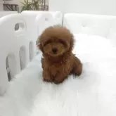 ティーカッププードル