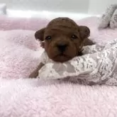 ティーカッププードル