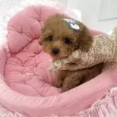 ティーカッププードル