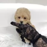 ティーカッププードル
