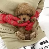ティーカッププードル