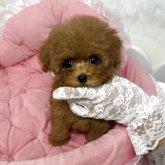 トイプードル(ティーカップ)