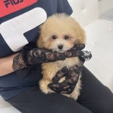 トイプードル