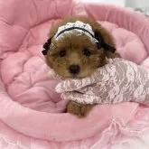 ティーカッププードル【山梨県・女の子・2025年7月8日・レッド】の写真2