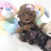 ティーカッププードル【山梨県・男の子・2025年9月26日・レッド】の写真2