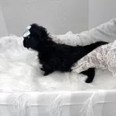 ミックス(ティーカッププードル×ダップー)【山梨県・女の子・2026年1月17日・ブラック系】の写真3