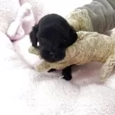 ダップー(ティーカッププードル×カニンヘンダックスフンド)【山梨県・男の子・2025年10月22日・ブラック】の写真3