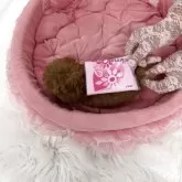 ティーカッププードル【山梨県・女の子・2025年7月8日・レッド】の写真4