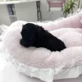 ダップー(ティーカッププードル×カニンヘンダックスフンド)【山梨県・女の子・2025年10月22日・ブラック】の写真3