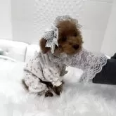 ティーカッププードル【山梨県・女の子・2025年7月5日・レッド】の写真4