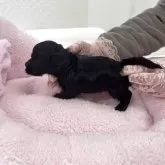 ダップー(ティーカッププードル×カニンヘンダックスフンド)【山梨県・女の子・2025年10月22日・ブラック】の写真4