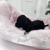 ダップー(ティーカッププードル×カニンヘンダックスフンド)【山梨県・男の子・2025年10月22日・ブラック】の写真5