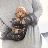 ティーカッププードル【山梨県・男の子・2025年9月26日・レッド】の写真8