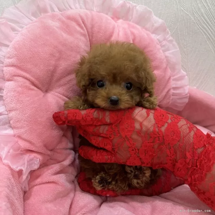 mari55 様のお迎えした子犬