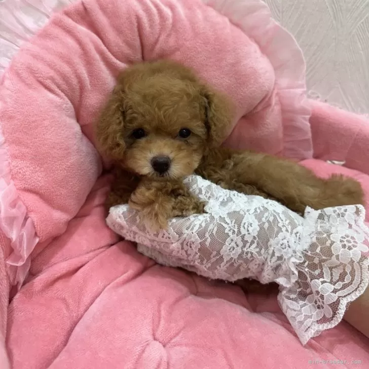 マーさん 様のお迎えした子犬