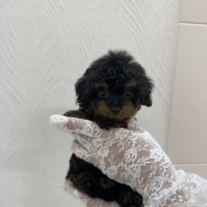 ID：2407-01317の子犬