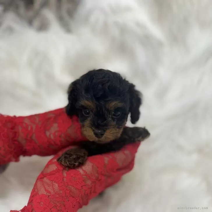 ID:2401-03041の子犬
