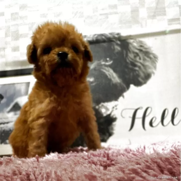ID:2504-03444の子犬