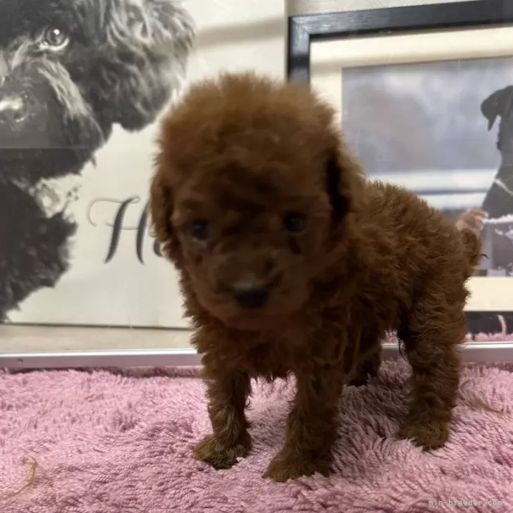 ID:2503-05704の子犬