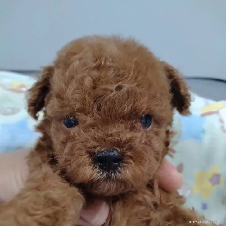 ID:2402-06285の子犬