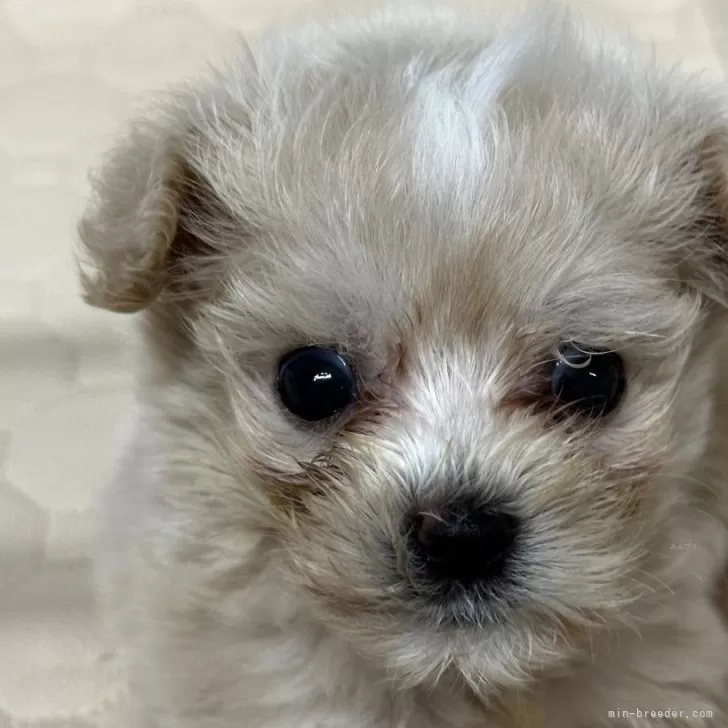 ID:2406-06246の子犬