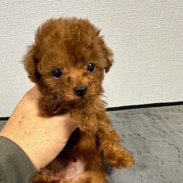 トイプードル(タイニー)【茨城県・女の子・2024年1月12日・レッド】の写真「クリクリお目目がかわいい女の子です🎵」