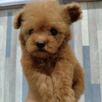 トイプードル(トイ)【茨城県・女の子・2023年11月4日・レッド】の写真「クリクリおめめが可愛い子です」