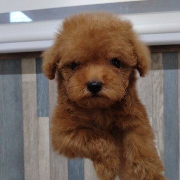 トイプードル(トイ)【茨城県・女の子・2023年11月4日・レッド】の写真「おっとり系です」