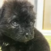 ポメプー(ポメラニアン×トイプードル)【茨城県・女の子・2024年4月26日・ブラック&ブラウン】の写真1「5/30時点315g」