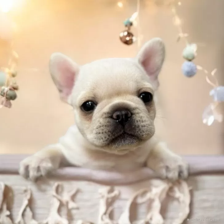 ID:2501-04153の子犬