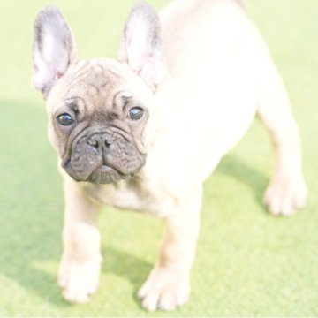 フレンチブルドッグ【埼玉県・男の子・2025年8月20日・フォーン】の写真「おっとりマイペースな男の子💓」