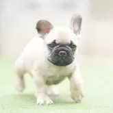 フレンチブルドッグ