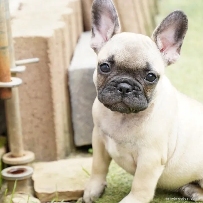 スキブル 様のお迎えした子犬