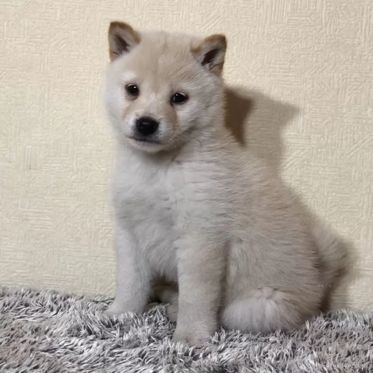 ID:2501-02357の子犬