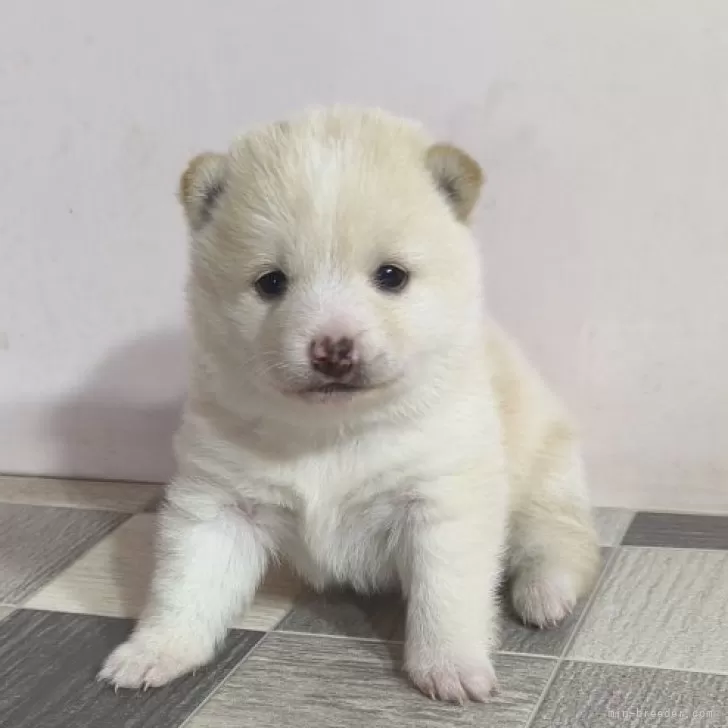 H.I 様のお迎えした子犬