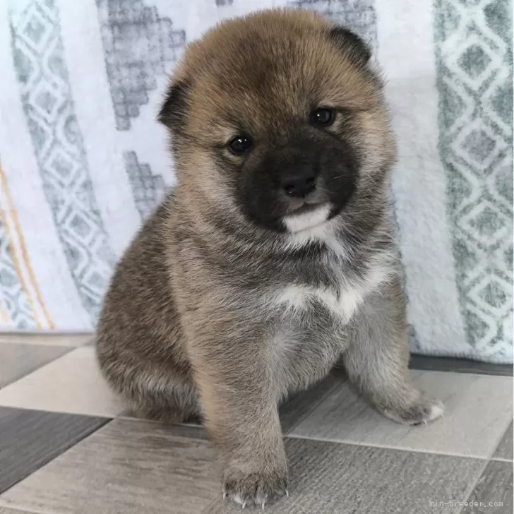 ID:2503-02610の子犬