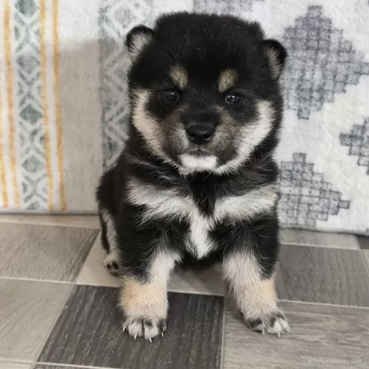 ID:2503-02619の子犬